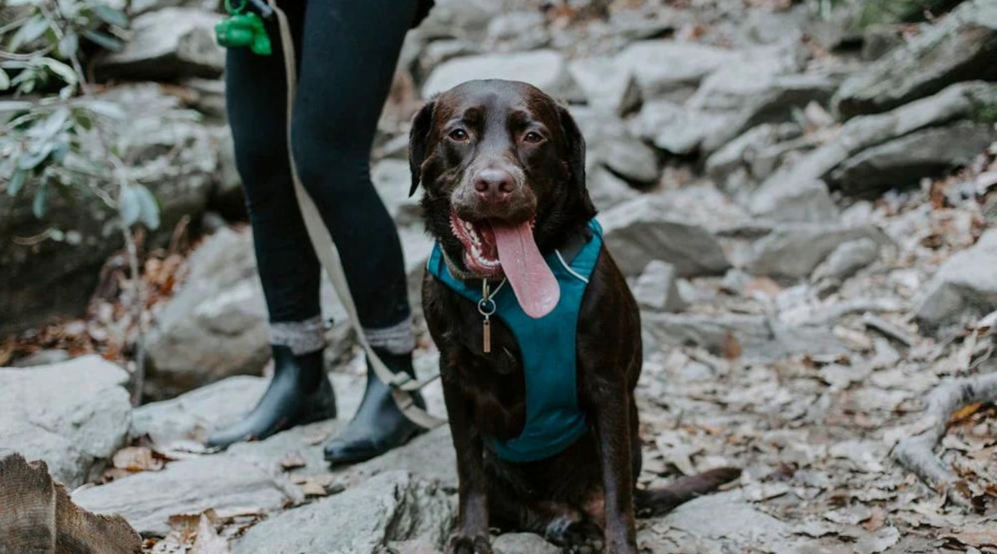 Planning to Hike with Your Dog? What You Need to Know