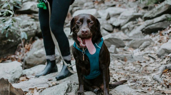Planning to Hike with Your Dog? What You Need to Know