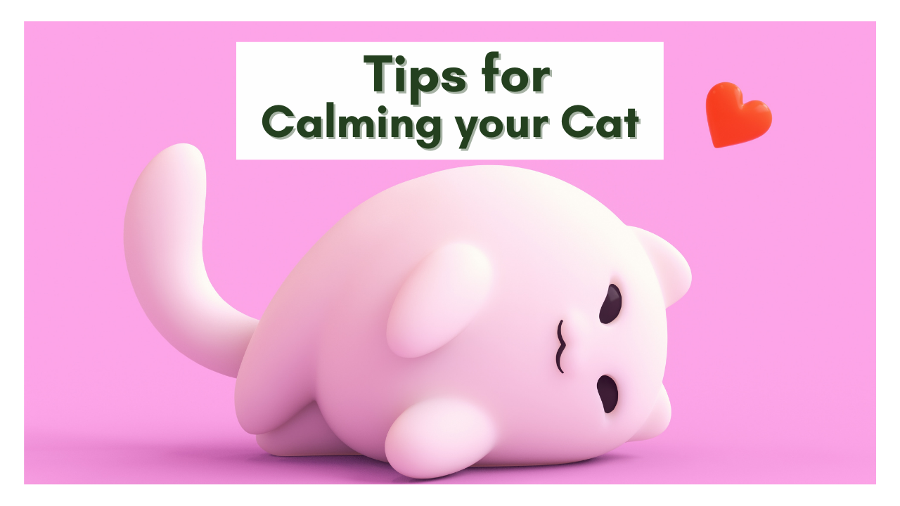 How to Keep Your Cat Calm During Holidays and Fireworks