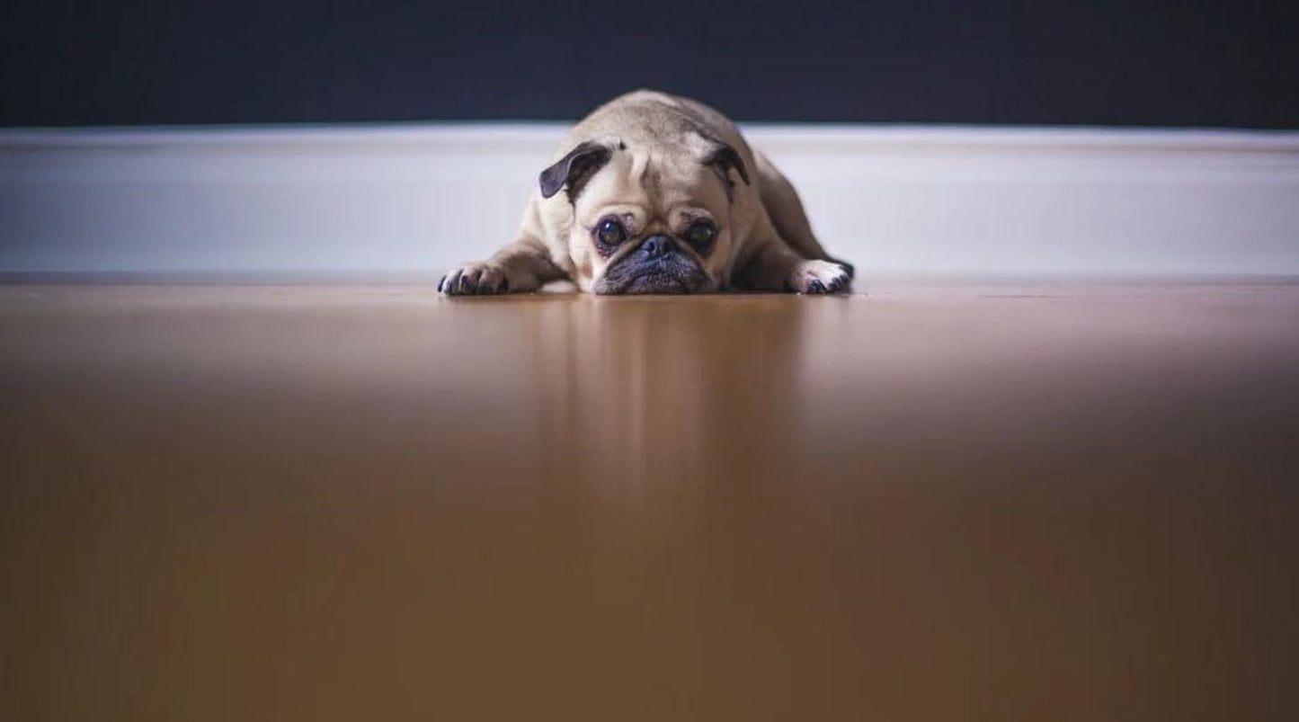 Small dog lying on floor with head down, appearing stressed or withdrawn indoors.