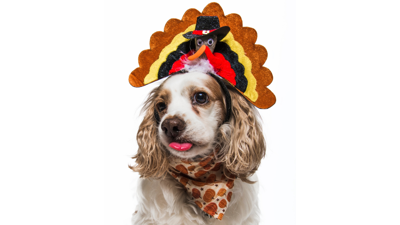 Cocker Cavalier Spaniel Mixed Breed Dog wearing Thanksgiving Turkey Pilgrim Hat Pumpkin Bandana Autumn Festive Fall Hungry Isolated in Studio on White Background Tongue Out