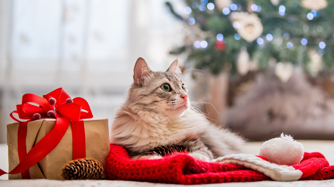 Christmas cat. Portrait of a fat fluffy cat next to a gift box on the background of Christmas tree and lights of garlands.