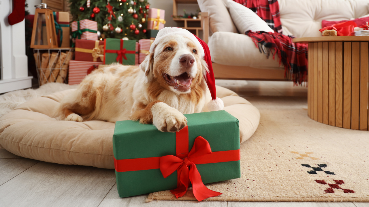 Australian Shepherd dog in Santa hat with gift box lying at home on Christmas eve