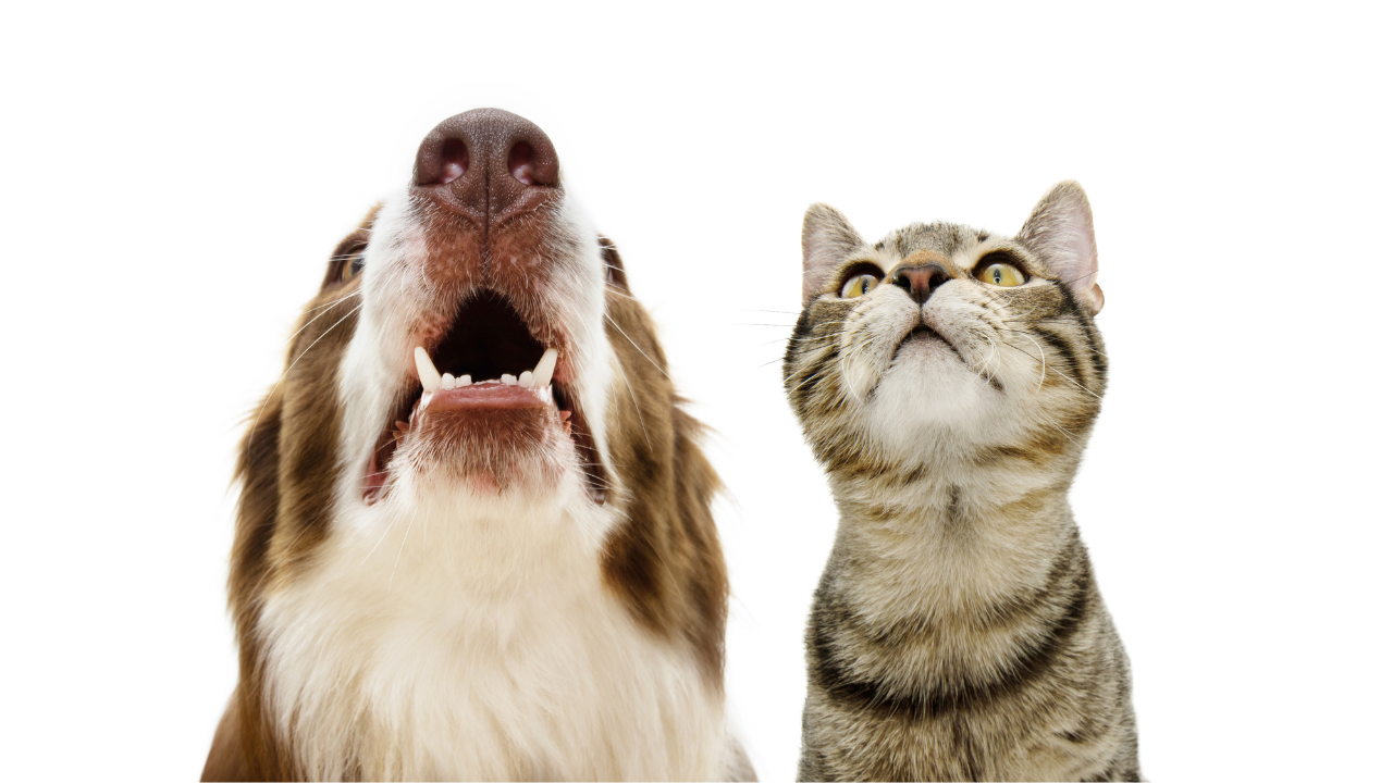 Pets banner. Dog and cat looking up begging treats or food. Isolated on white background