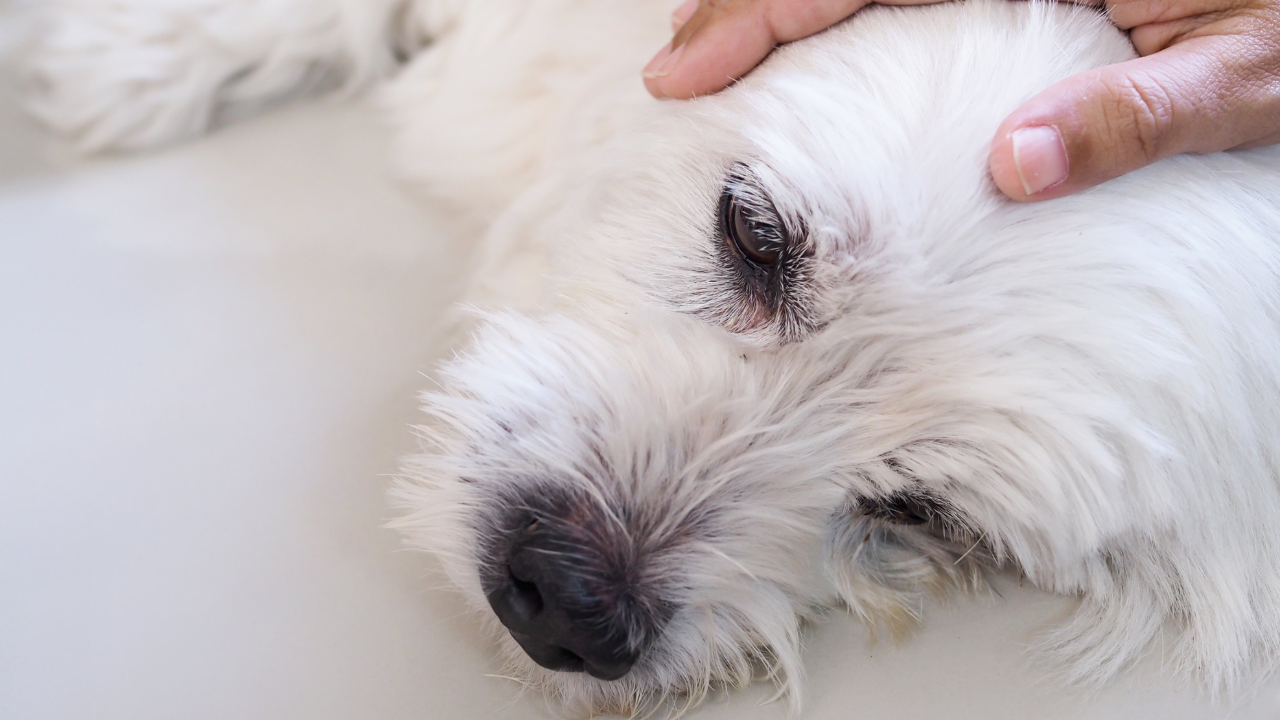 Dog feeling sick with diarrhea