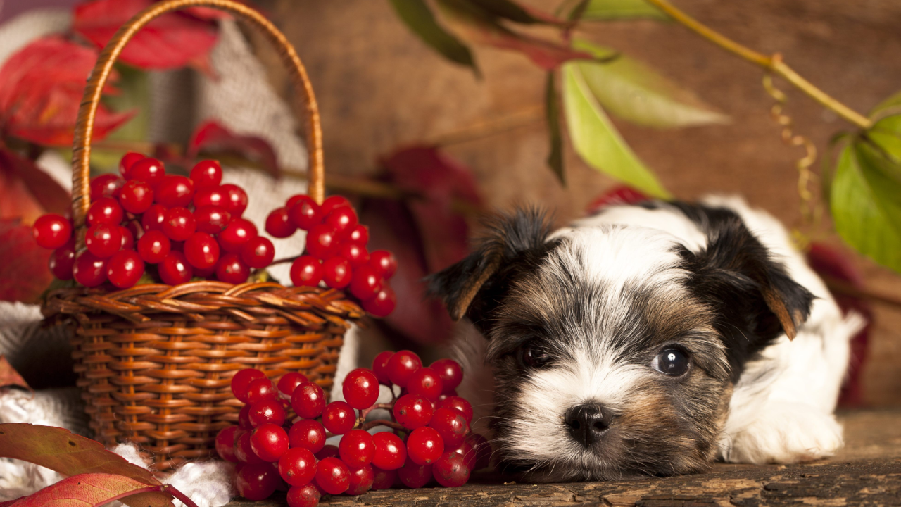Biewer terrier puppy and cranberries
