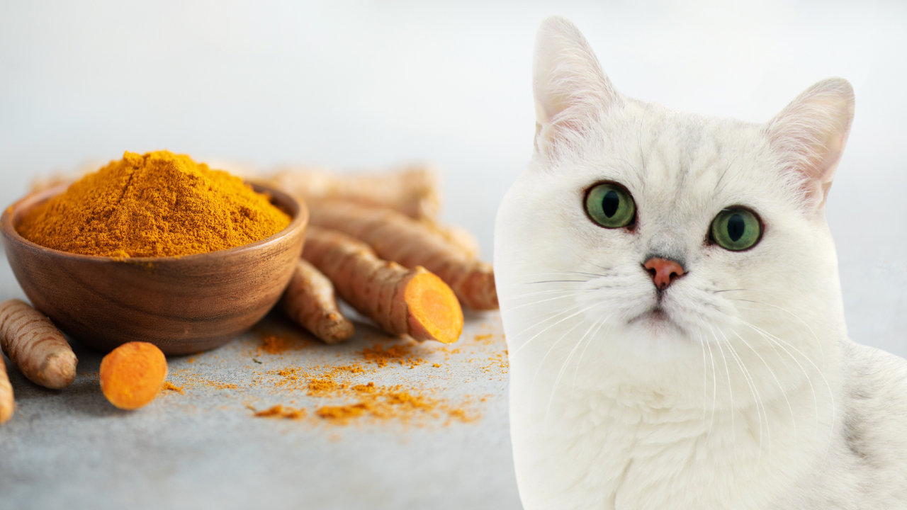 Turmeric for Cats: New Research on Kidney Disease, and What It Actually Means for Your Senior Cat