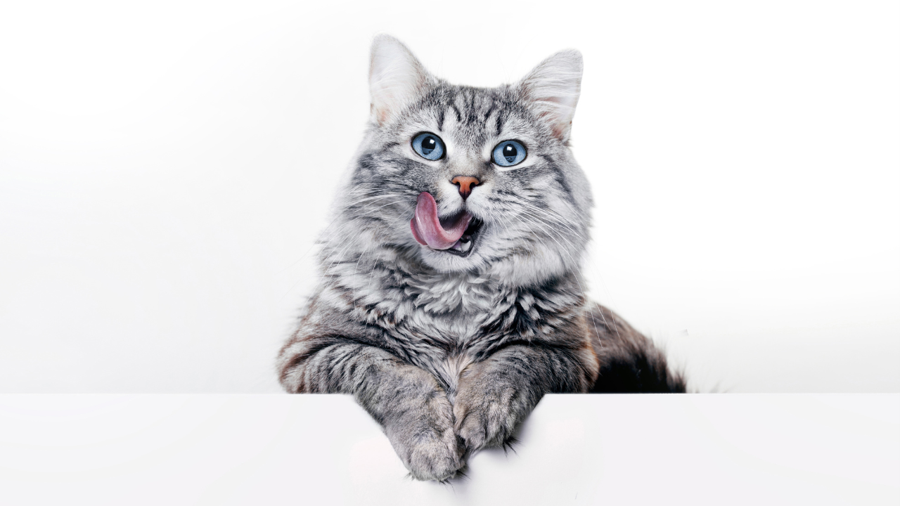 Funny large longhair gray kitten with beautiful big blue eyes lying on white table. Lovely fluffy cat licking lips.
