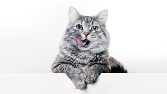 Funny large longhair gray kitten with beautiful big blue eyes lying on white table. Lovely fluffy cat licking lips.