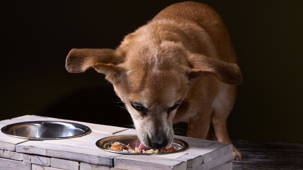 Homemade dog food for clearance allergies