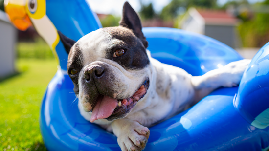 Keep your dog cool this summer: Learn the signs of heat exhaustion in dogs