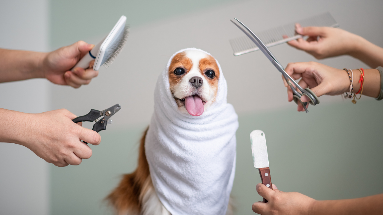 Essential Dog Grooming Advice: Allergy Relief Tips