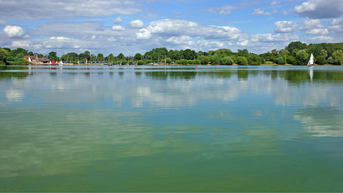 Is your dog at risk? Understanding blue green algae poisoning in dogs ...