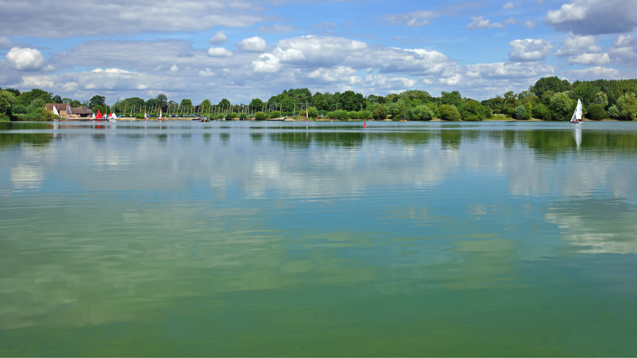 Is your dog at risk? Understanding blue green algae poisoning in dogs