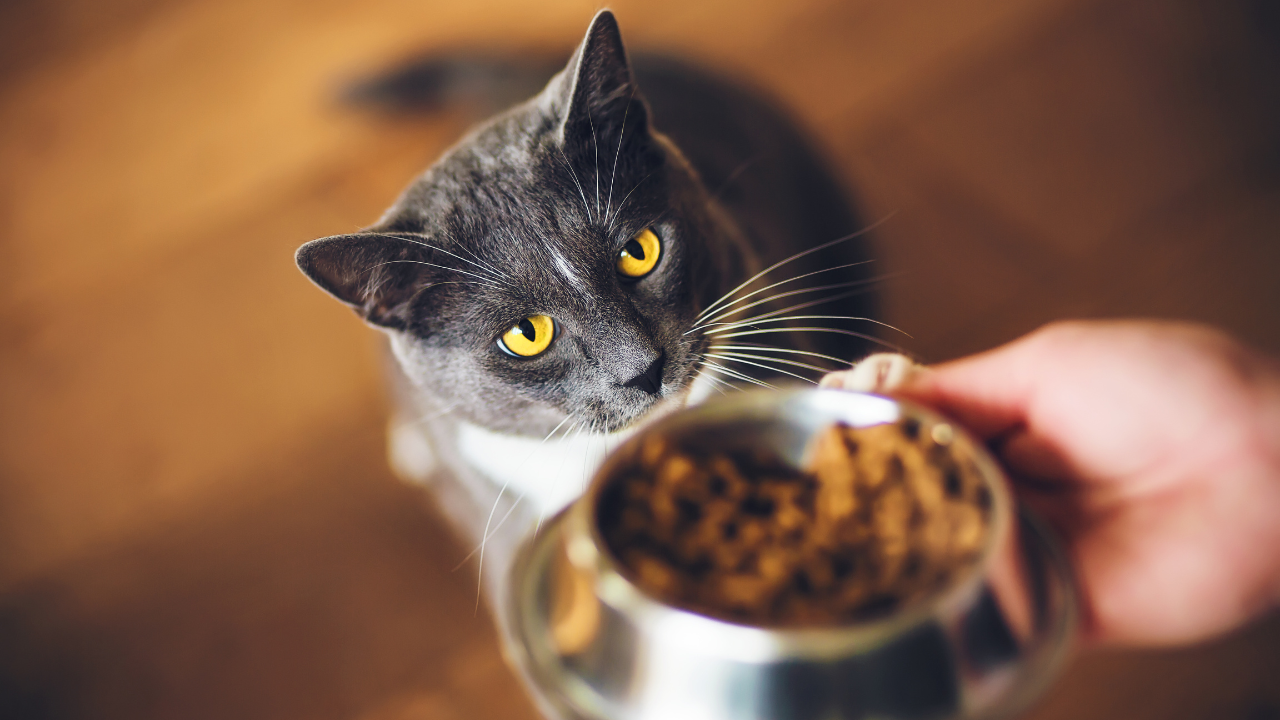 Ditch the Kibble: Tips for changing your cat's food when you have a picky eater
