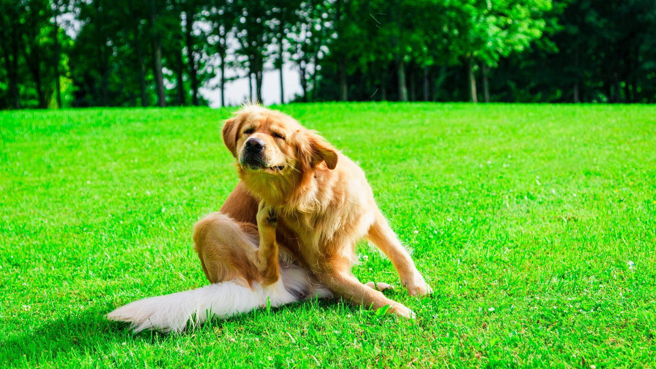 Food allergies of Dogs: Understanding Symptoms, Diagnosis, and ...