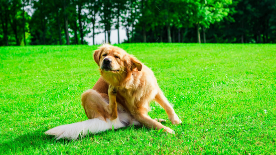 Food allergies of Dogs: Understanding Symptoms, Diagnosis, and Management