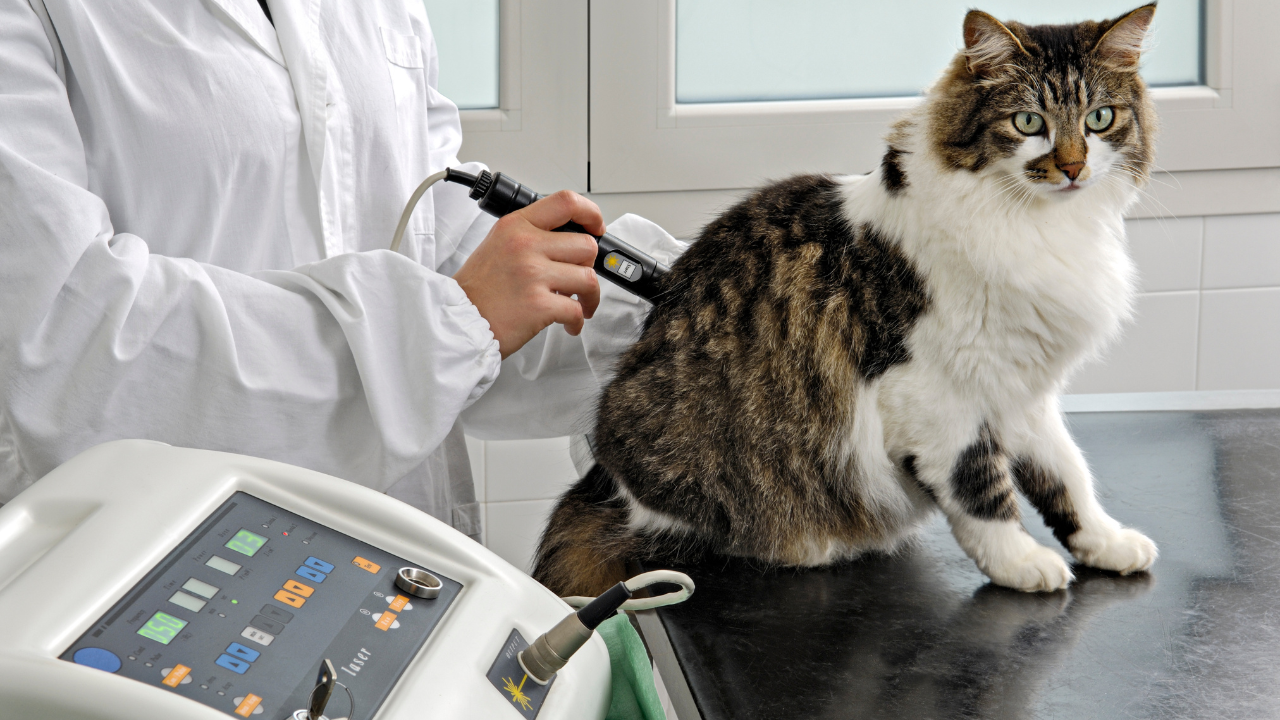 Laser Therapy for Cats: Healing Your Feline Friends