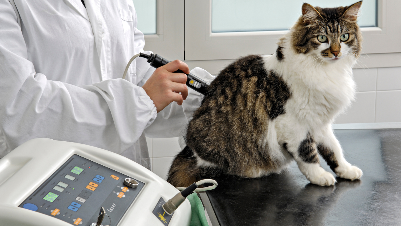 Laser Therapy for Cats: A Holistic Approach to Healing