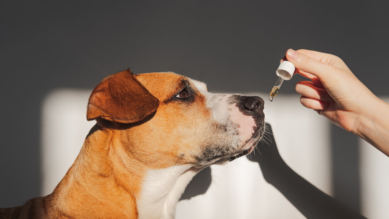 Optimal CBD Dose for Dogs: Dosage Tips and Recommendations