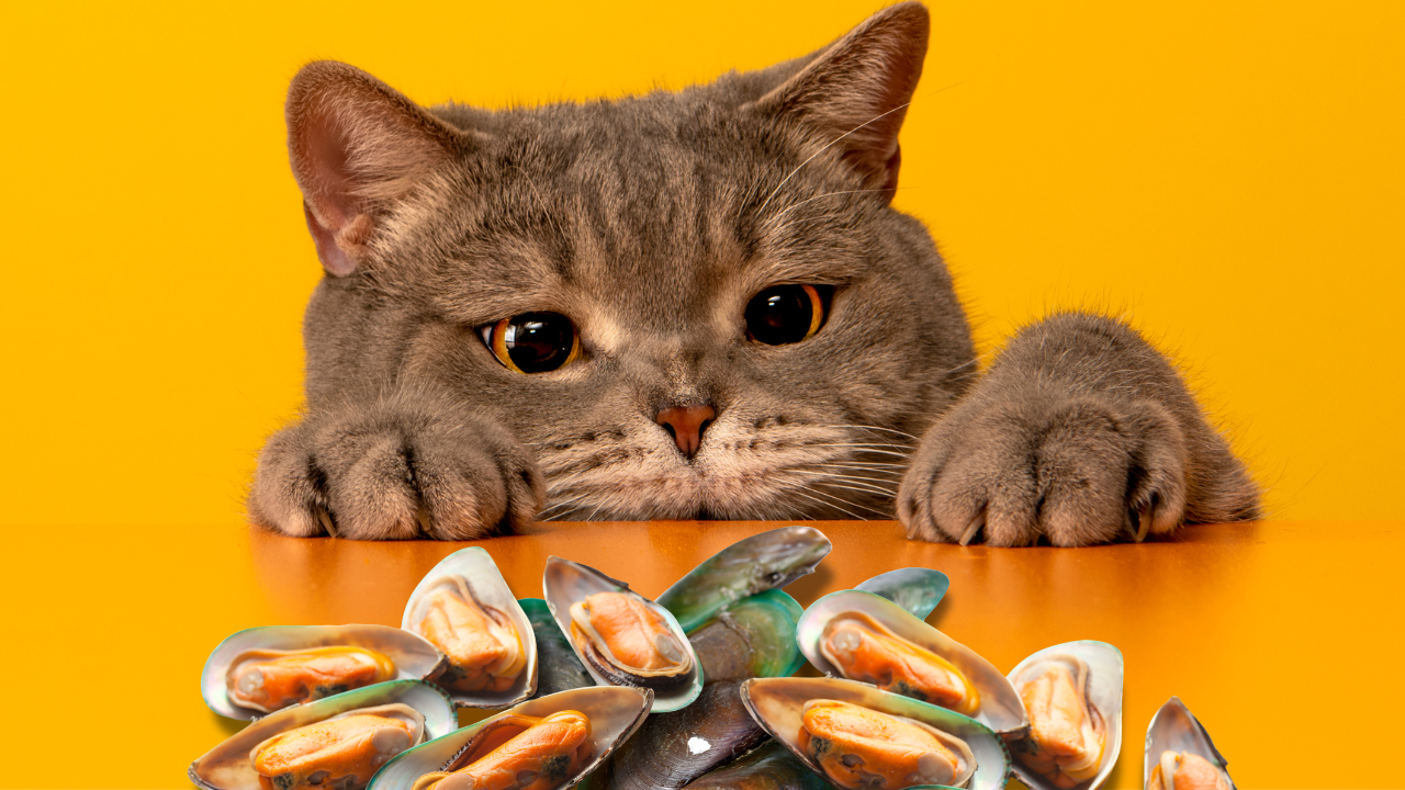 Green Lipped Mussel for Feline Wellness