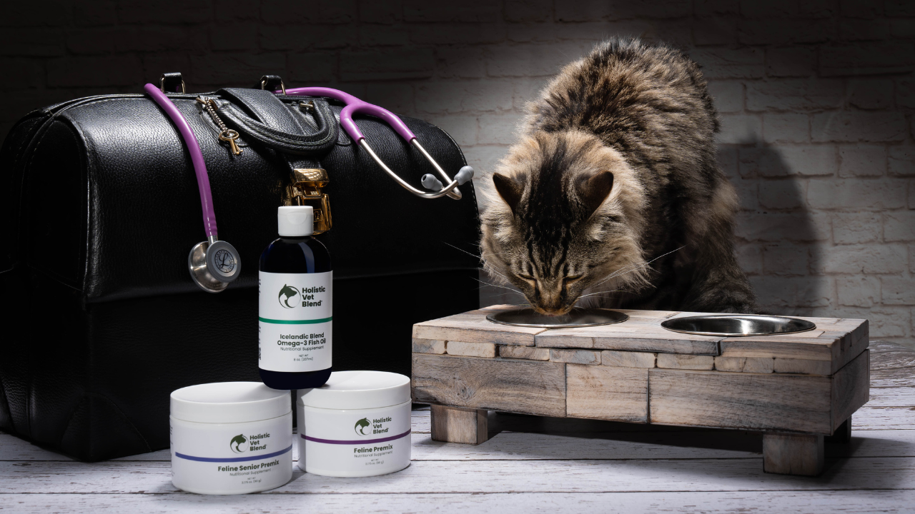 Cat eating from raised bowl beside pet supplements, representing vet-approved homemade cat food options