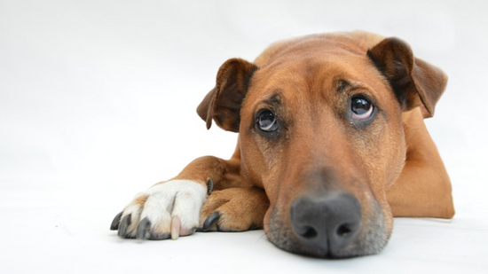 Why is my Dog Itching? Learn More About the #1 Reason You Will Land at the Vet's Office This Year