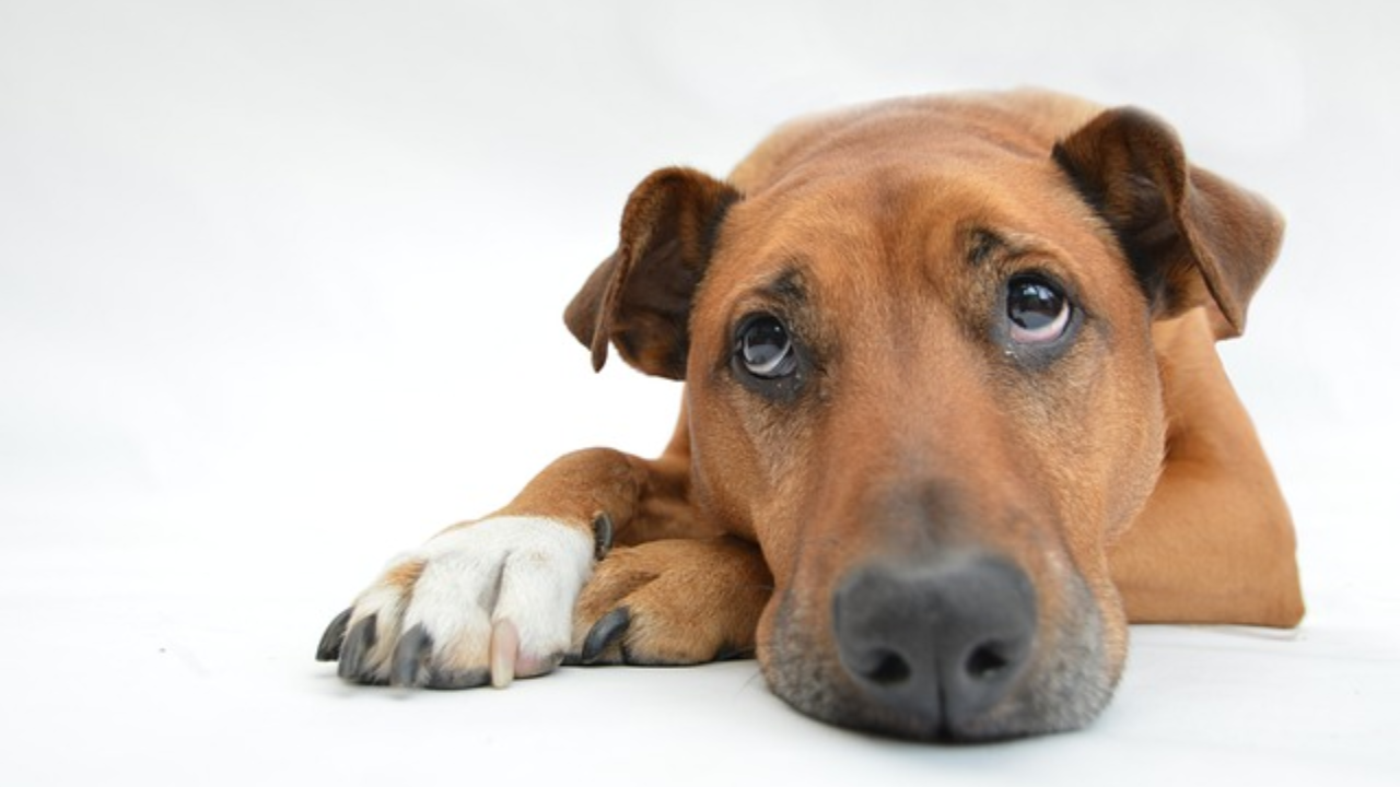 Dog resting with concerned expression, representing common causes of itching in dogs