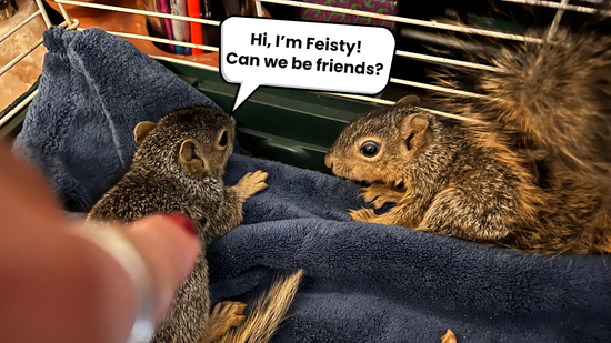 Lessons from Peanut the Squirrel Owner's Story