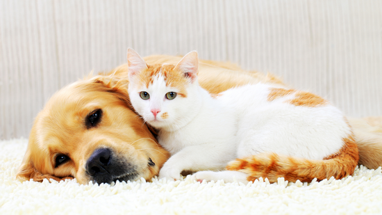 Recognizing Signs of Pain in Dogs and Cats
