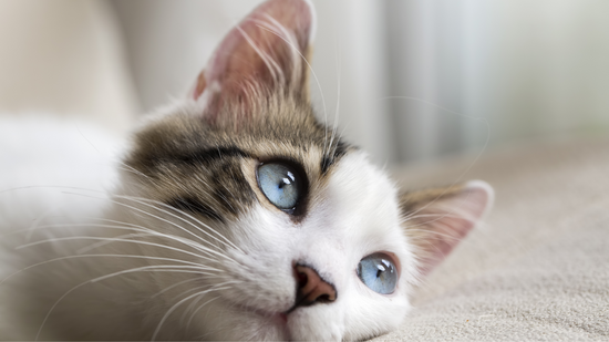 Is Your Cat In Pain? A Cat Owner's Guide to Natural and Prescription Pain Medications