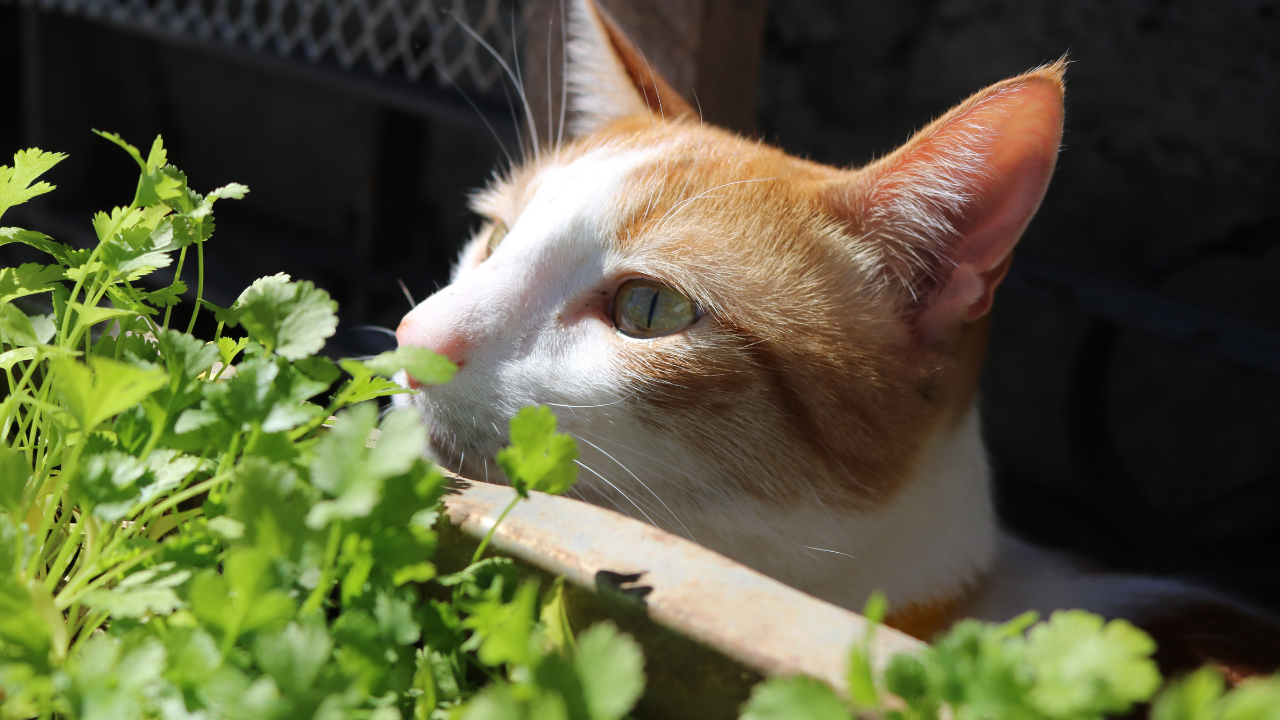 Top Veggies Cats Can Eat Without Any Harm