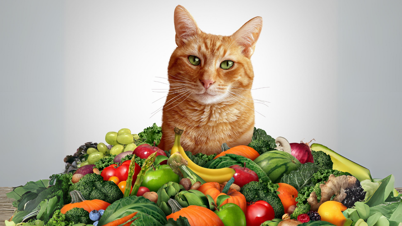 Vegan Cat Food and Vegan Cats: Weighing Risks & Rewards