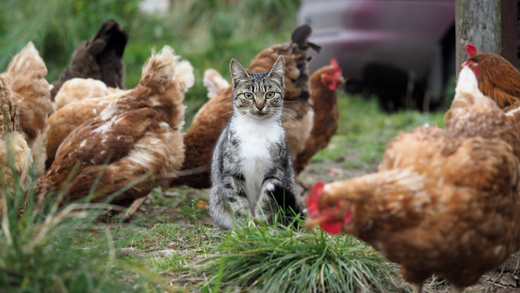 Protecting Cats from Avian Flu: A Vital Public Health Measure