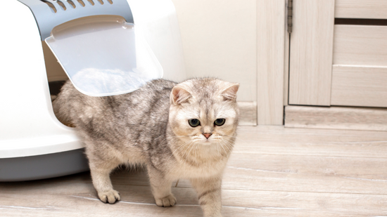 Salmon oil 2024 for cats constipation