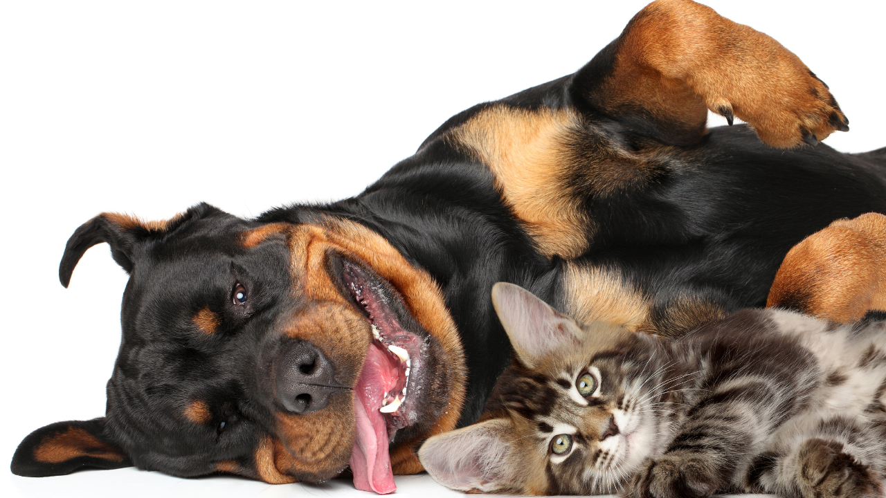 Dog and cat together, representing nutritional strategies that support cancer prevention in pets