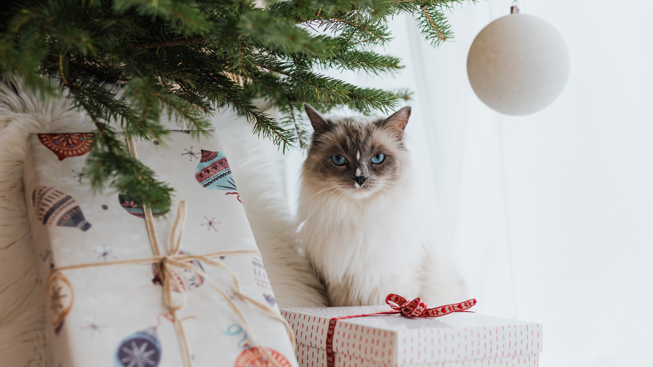 Cat sitting beside wrapped presents, representing gift ideas for cat lovers