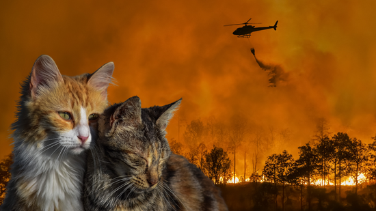 Pet Owners: 10 Essential Tips for Wildfire Preparedness