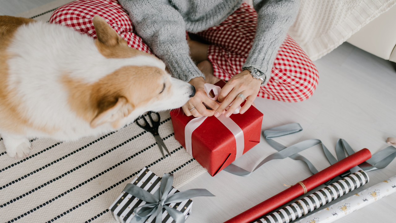 Dog near wrapped gift being opened, representing holiday gift ideas for dog owners