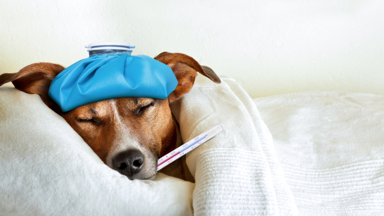 Dog resting with thermometer and cold compress, representing symptoms of respiratory illness in dogs