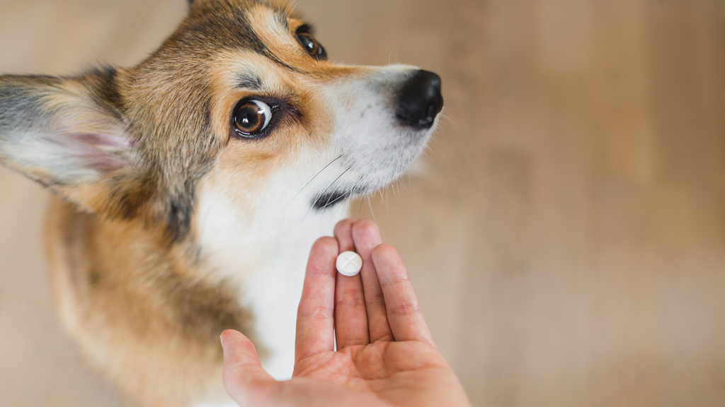 Alternative Treatments for Canine Acute Diarrhea Moving Away from Metronidazole in Dogs Holistic Vet Blend