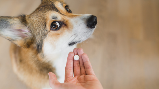 Alternative Treatments for Canine Acute Diarrhea: Moving Away from Metronidazole in Dogs