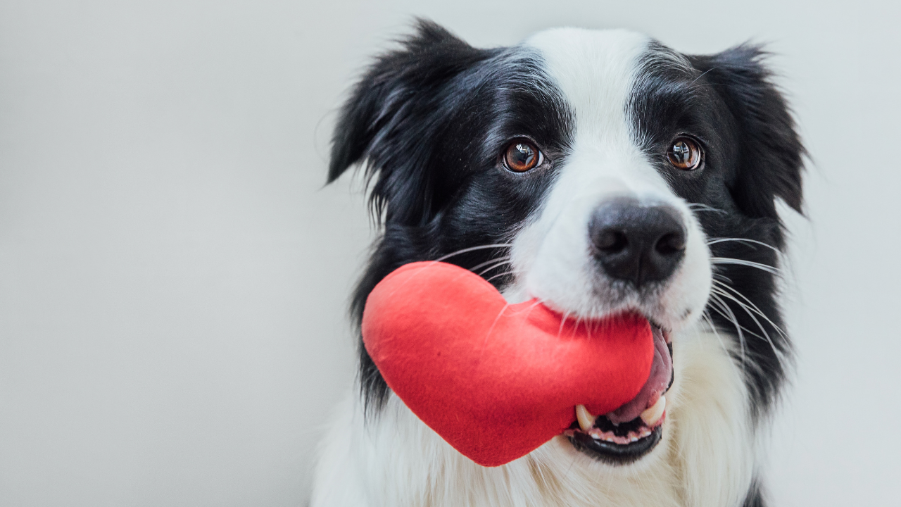 Early Detection of Heart Failure in Dogs