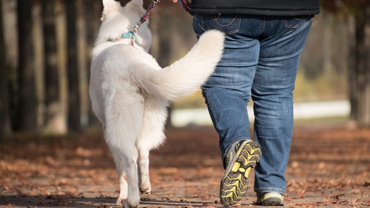 How Often Should You Walk Your Dog?