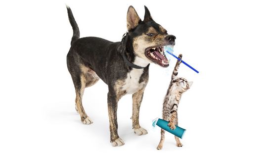 Why is Pet Dental Health Important?