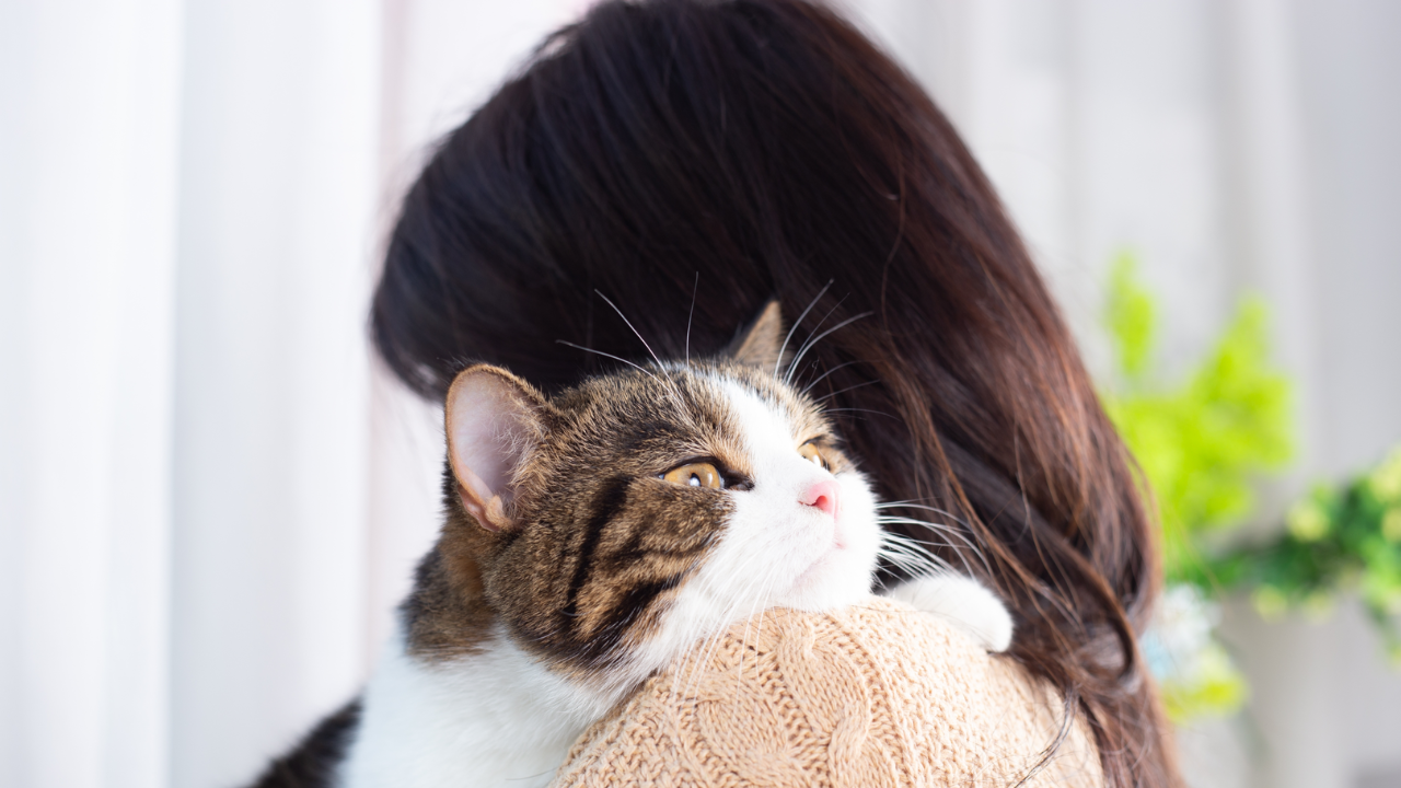 Cancer In Cats: Most Common Types, Symptoms And Treatments