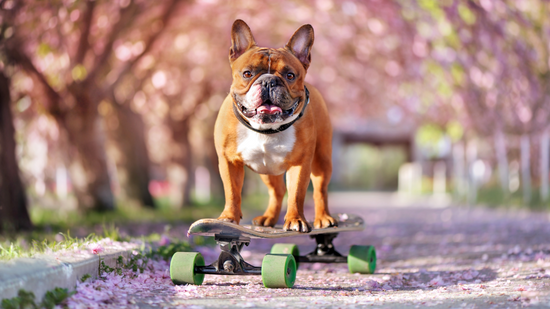 Most Common Health Issues for French Bulldogs