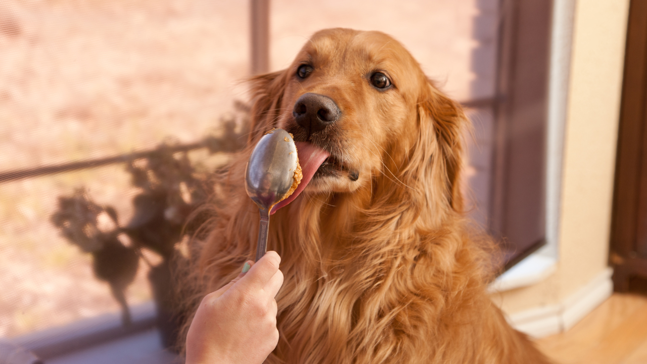 What Peanut Butter is Safe for Dogs? Expert Advice.