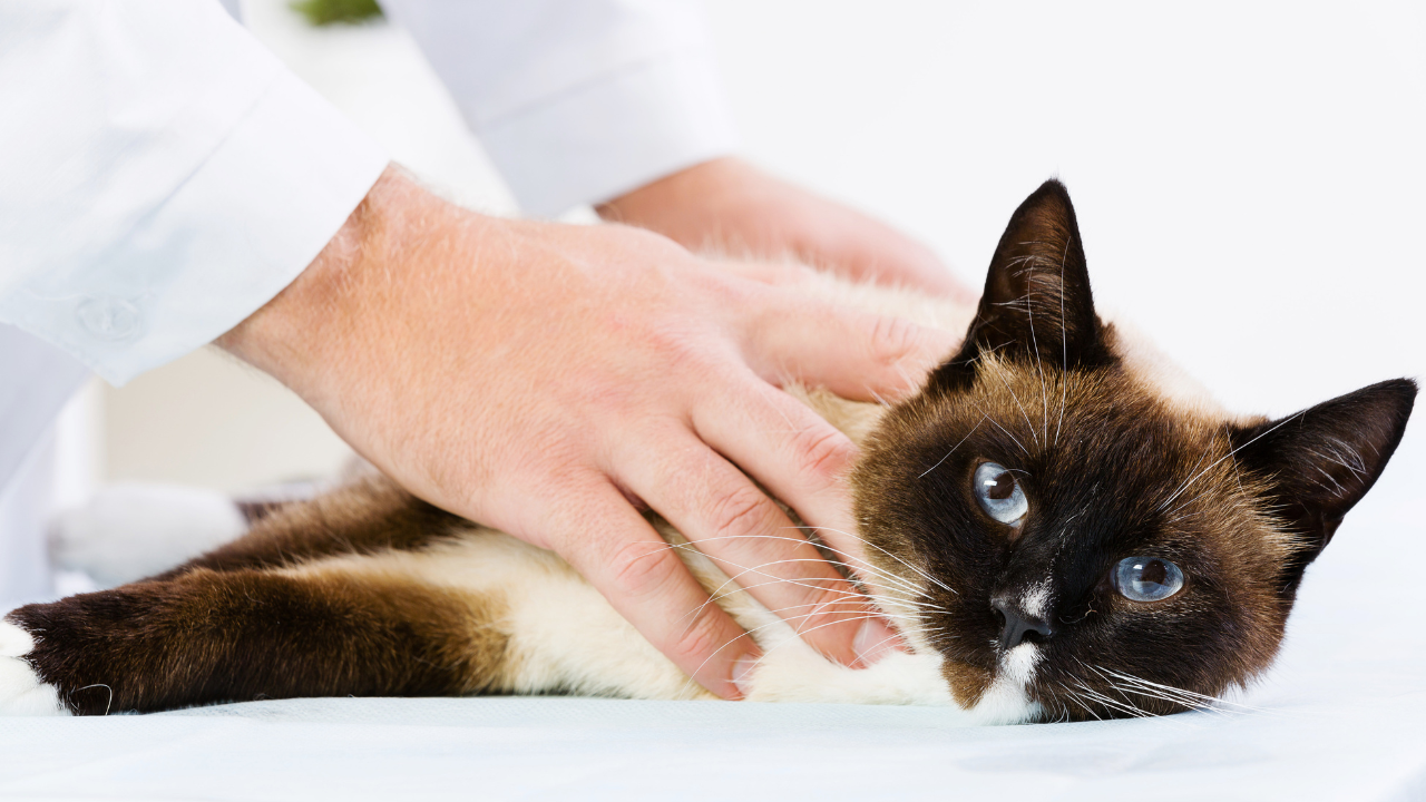 Beginner's Guide to Holistic Treatment for Cats