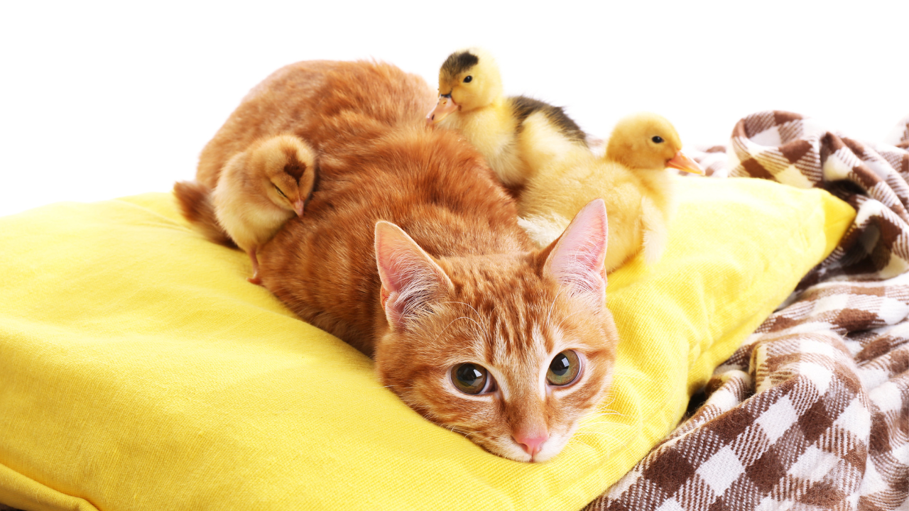10 Essential Facts You Need to Know: Avian Influenza News